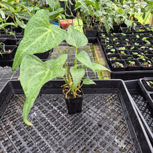 Load image into Gallery viewer, Anthurium Macrolobium, Exact Plant Ships Nationwide
