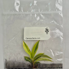 Load image into Gallery viewer, Philodendron Caramel Marble variegated tissue culture 2DayAir
