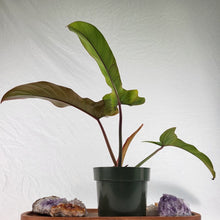 Load image into Gallery viewer, Philodendron Florida Bronze, Exact Plant
