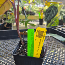 Load image into Gallery viewer, Philodendron Dark Lord, Exact Plant Ships Nationwide
