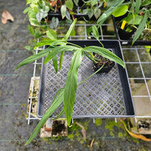 Load image into Gallery viewer, Philodendron Holtonianum, Exact Plant
