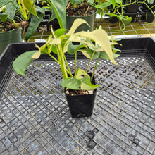 Load image into Gallery viewer, Rhaphidophora Tetrasperma Albo, Exact Plant Variegated Ships Nationwide

