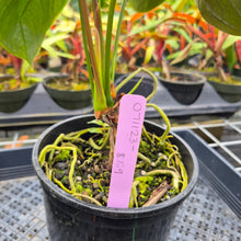 Load image into Gallery viewer, Anthurium Moodeanum x Andraeanum, Exact Plant, Ships Nationwide
