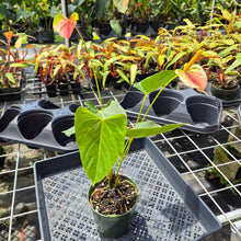 Load image into Gallery viewer, Anthurium Speckled Butterfly Shibori AFF, Exact Plant Variegated Ship Nationwide
