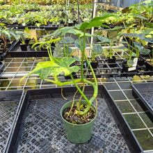 Load image into Gallery viewer, Philodendron Radiatum Aurea Variegated exact plant, Fedex 2day*
