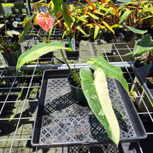 Load image into Gallery viewer, Philodendron Jose Buono Variegated exact plant, Fedex 2day*
