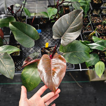 Load image into Gallery viewer, Philodendron Orange Princess, Exact Plant Variegated Ships Nationwide

