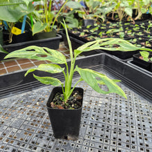 Load image into Gallery viewer, Monstera Adansonii Mint &quot;Indonesia&quot;, Exact Plant Variegated Ships Nationwide
