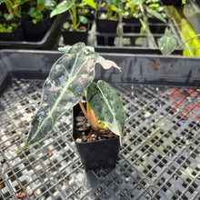 Load image into Gallery viewer, Alocasia polly snowflake pink variegated, Exact Plant Ships Nationwide.
