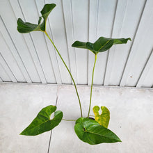 Load image into Gallery viewer, Anthurium Decipiens, Exact Plant XXL
