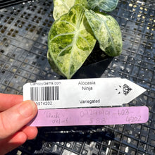 Load image into Gallery viewer, Alocasia Ninja, Exact Plant Variegated Ships Nationwide
