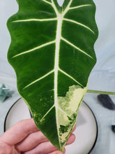 Load image into Gallery viewer, Frydek, Exact Plant, variegated Alocasia
