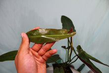 Load image into Gallery viewer, Philodendron Atabapoense Exact Plant Ships nationwide
