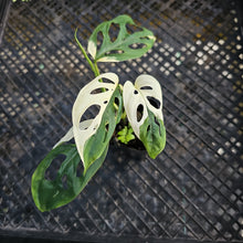 Load image into Gallery viewer, Monstera Adansonii Laniata Albo, Exact Plant Variegated Ships Nationwide
