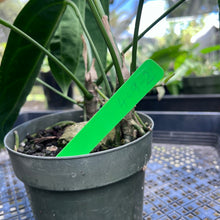 Load image into Gallery viewer, Anthurium Warocqueanum, Queen, Exact Plant 2 top plant
