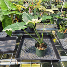 Load image into Gallery viewer, Alocasia Odora, Okinawa Silver Variegated exact plant, Fedex 2day*
