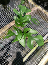 Load image into Gallery viewer, Rhaphidophora Tetrasperma Monstera Ginny, 2&#39;&#39; pot, ships nationwide
