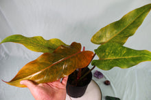 Load image into Gallery viewer, Philodendron Orange Marmalade Exact Plant
