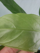 Load image into Gallery viewer, Pseudo Spectabile, exact plant, Anthurium, ships nationwide
