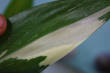 Load image into Gallery viewer, Variegated Monstera Standleyana Aurea Exact Plant Ships nationwide

