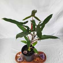 Load image into Gallery viewer, Philodendron Mexicanum, Exact Plant

