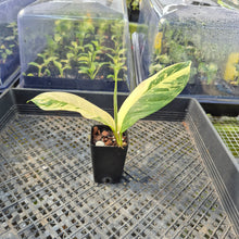 Load image into Gallery viewer, Rhaphidophora Lobbii, Exact Plant Variegated Ships Nationwide
