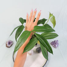 Load image into Gallery viewer, Anthurium Clavigerum 4&quot; pot, Fedex 2 day*
