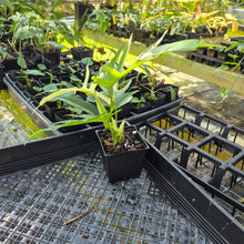 Load image into Gallery viewer, Philodendron Florida Beauty X Tortum, Exact Plant Variegated
