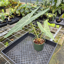 Load image into Gallery viewer, Alocasia Longiloba, Lowii, Argyreia exact plant, Fedex 2day*
