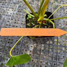 Load image into Gallery viewer, Anthurium Shibori Variegated exact plant, Fedex 2day*
