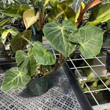 Load image into Gallery viewer, Philodendron Verrucosum Melon exact plant, Fedex 2day
