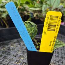 Load image into Gallery viewer, Scindapsus Snake Scale, Exact Plant Ships Nationwide
