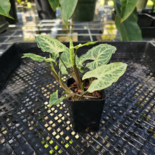 Load image into Gallery viewer, Syngonium Batik 2.5" pot, Fedex 2day*
