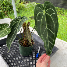 Load image into Gallery viewer, Anthurium Magnificum X Warocqueanum AFF noid, exact plant, Fedex 2day*
