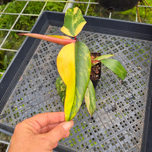 Load image into Gallery viewer, Philodendron Strawberry Shake, Exact Plant Variegated Ships Nationwide
