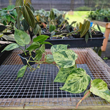 Load image into Gallery viewer, Philodendron Hederaceum, Heart Leaf, Exact Plant Variegated Ships Nationwide
