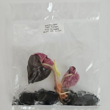Load image into Gallery viewer, Alocasia Heart Balloon pink variegated tissue culture 2DayAir
