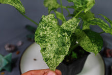 Load image into Gallery viewer, Variegated Syngonium Podophyllum Mojito, ships nationwide
