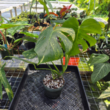 Load image into Gallery viewer, Monstera marilyn variegated, Exact Plant Ships Nationwide.
