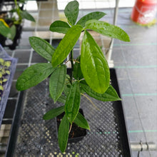 Load image into Gallery viewer, Anthurium Pentaphyllum, Exact Plant Ships Nationwide
