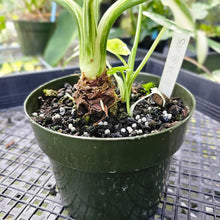 Load image into Gallery viewer, Alocasia Odora, Okinawa Silver, Exact Plant Variegated Multi pot of 3+
