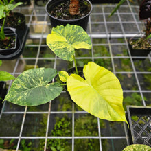 Load image into Gallery viewer, Alocasia Gageana Aurea, Exact Plant Variegated 5&#39;&#39; pot, with baby
