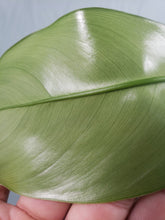 Load image into Gallery viewer, 69686, Exact Plant, Philodendron

