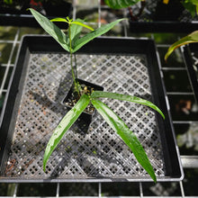 Load image into Gallery viewer, Anthurium Polydactylum, Exact Plant
