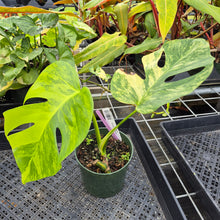 Load image into Gallery viewer, Monstera Borsigiana Aurea, Exact Plant Variegated Ships Nationwide

