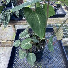 Load image into Gallery viewer, Philodendron Gloriosum, Pink Veined Back, Exact Plant Large Multi pot
