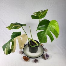 Load image into Gallery viewer, Monstera Borsigiana Aurea, Exact Plant Variegated Large
