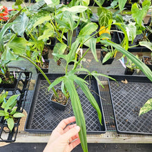 Load image into Gallery viewer, Philodendron Holtonianum, Exact Plant Ships Nationwide

