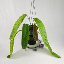 Load image into Gallery viewer, Philodendron Patriciae, Exact Plant
