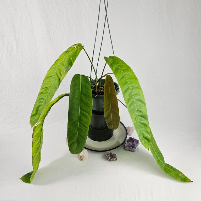 Philodendron Patriciae, Exact Plant